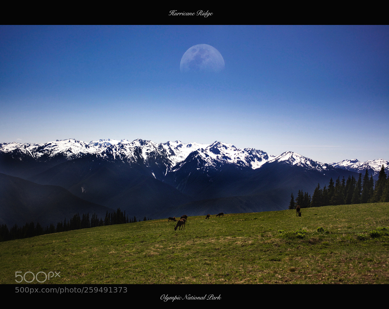 Canon EOS 5D Mark II sample photo. May @ hurricane ridge photography