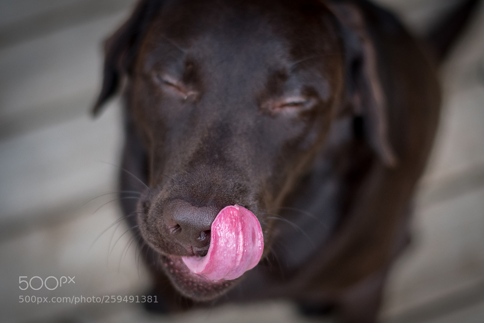 Nikon D500 sample photo. Brown labrador dog portrait photography