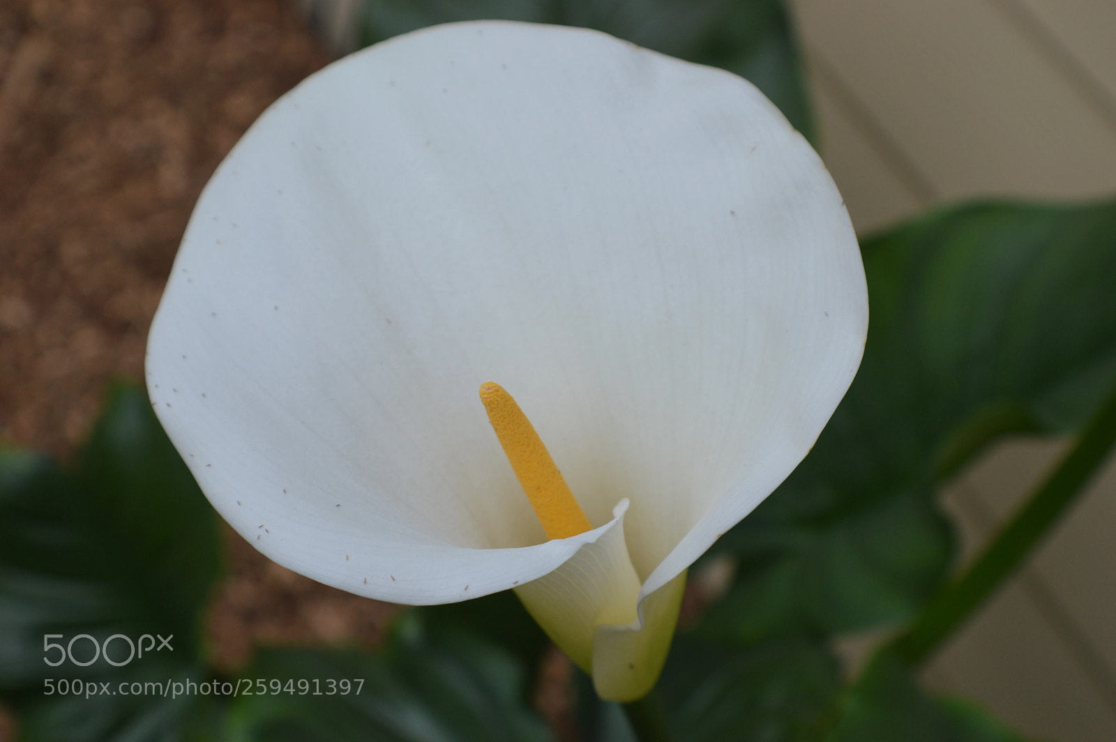 Nikon D3200 sample photo. Orchid in my front photography
