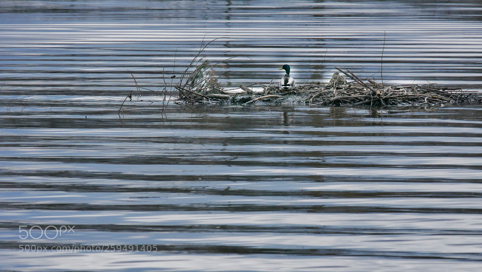 Panasonic Lumix DMC-G7 sample photo. Mallard photography