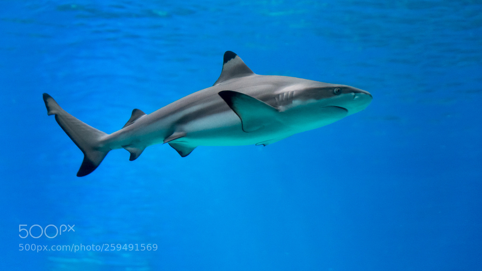 Nikon D500 sample photo. Isolated young shark- red photography