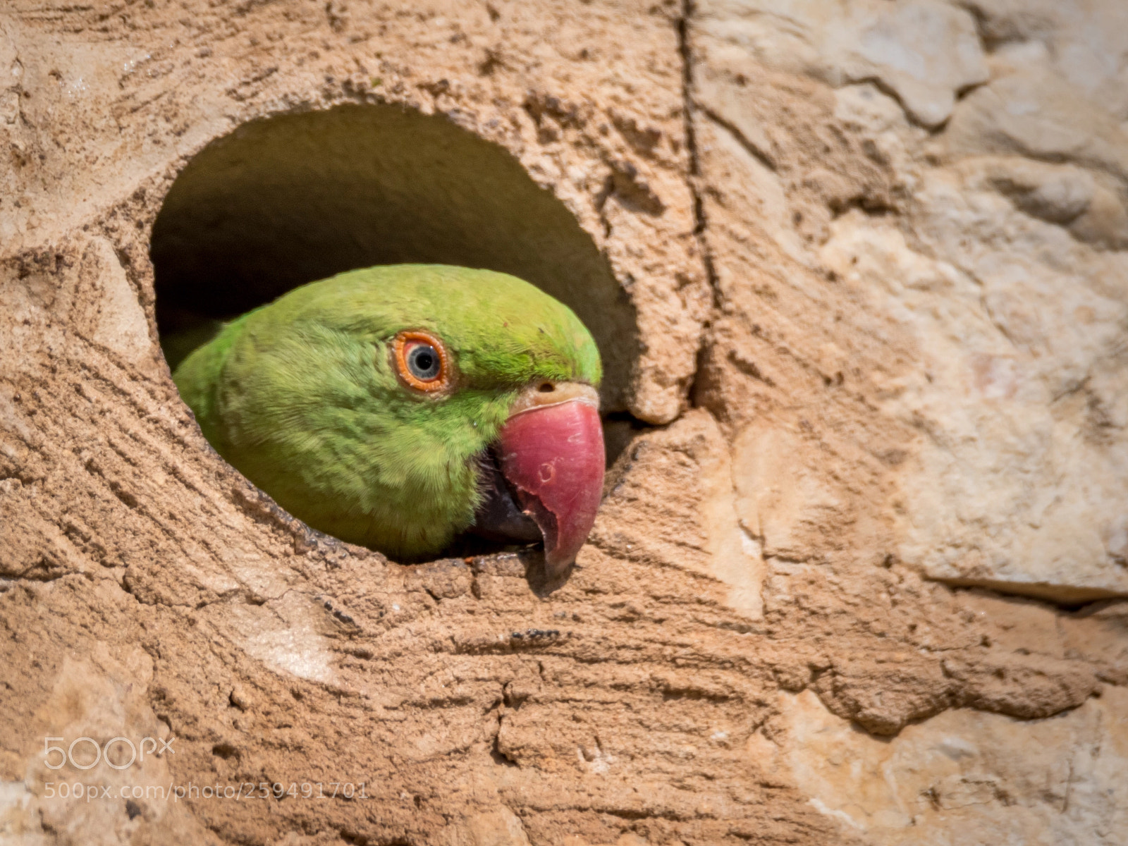 Nikon D500 sample photo. Isolated rose ringed parakeet photography