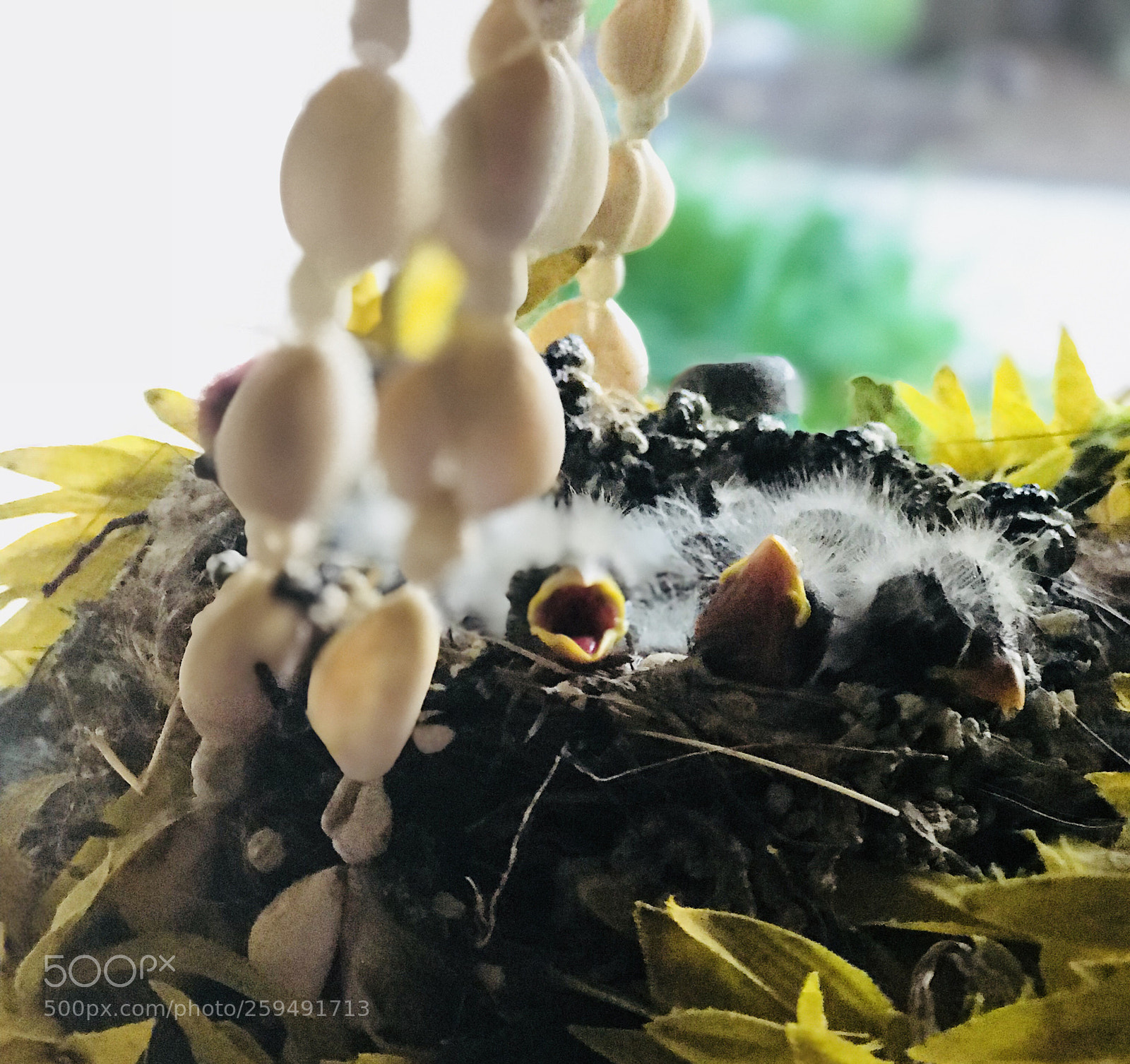 Apple iPhone 7 Plus sample photo. Nesting photography