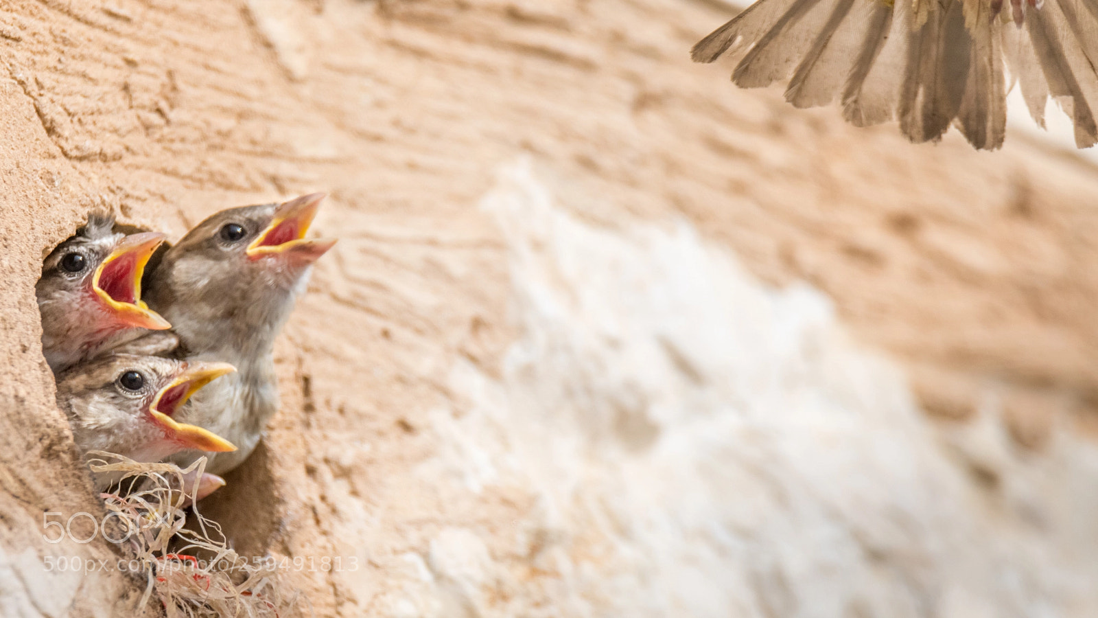 Nikon D500 sample photo. Isolated house sparrow feeding photography