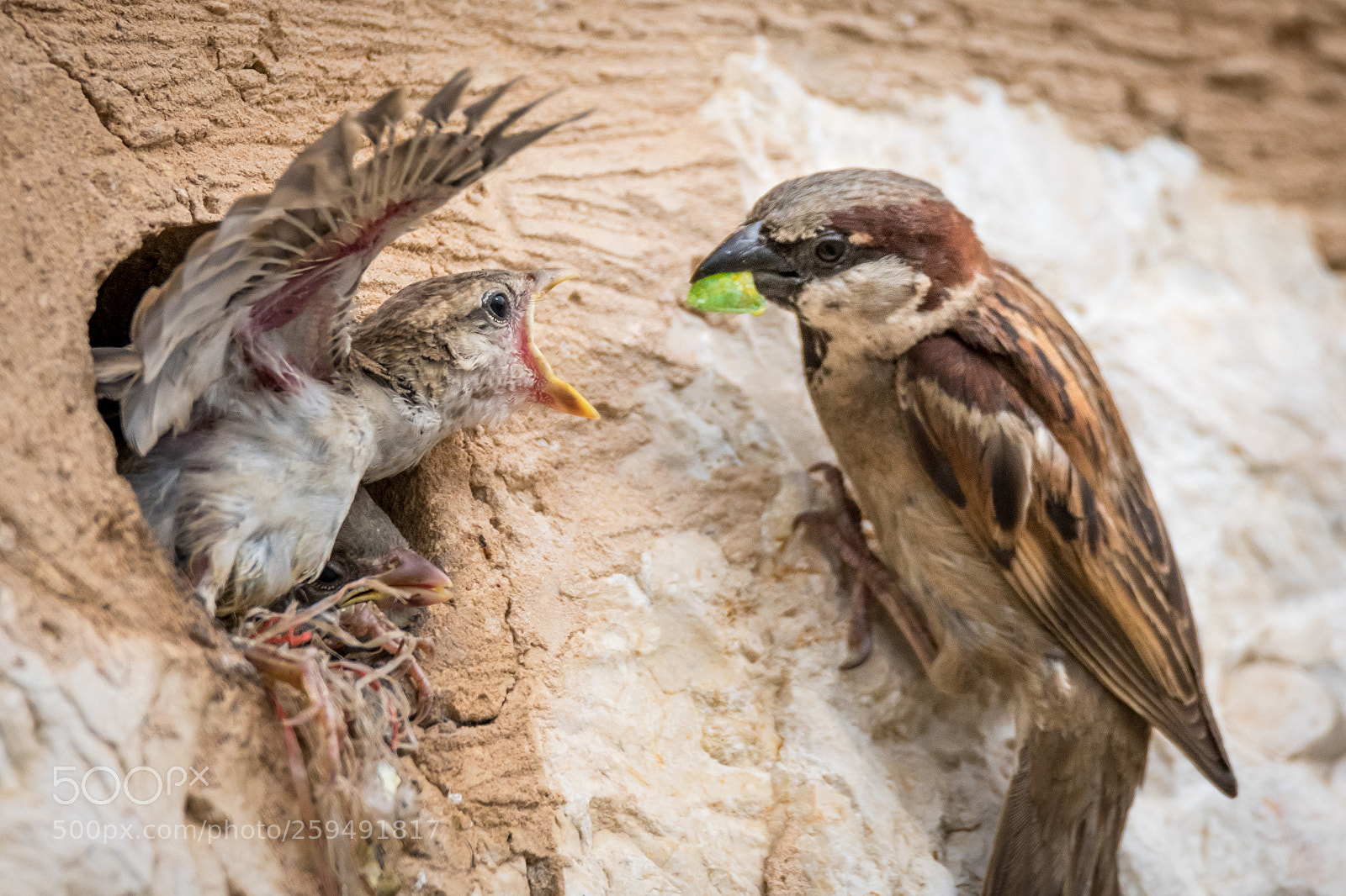 Nikon D500 sample photo. Isolated house sparrow feeding photography