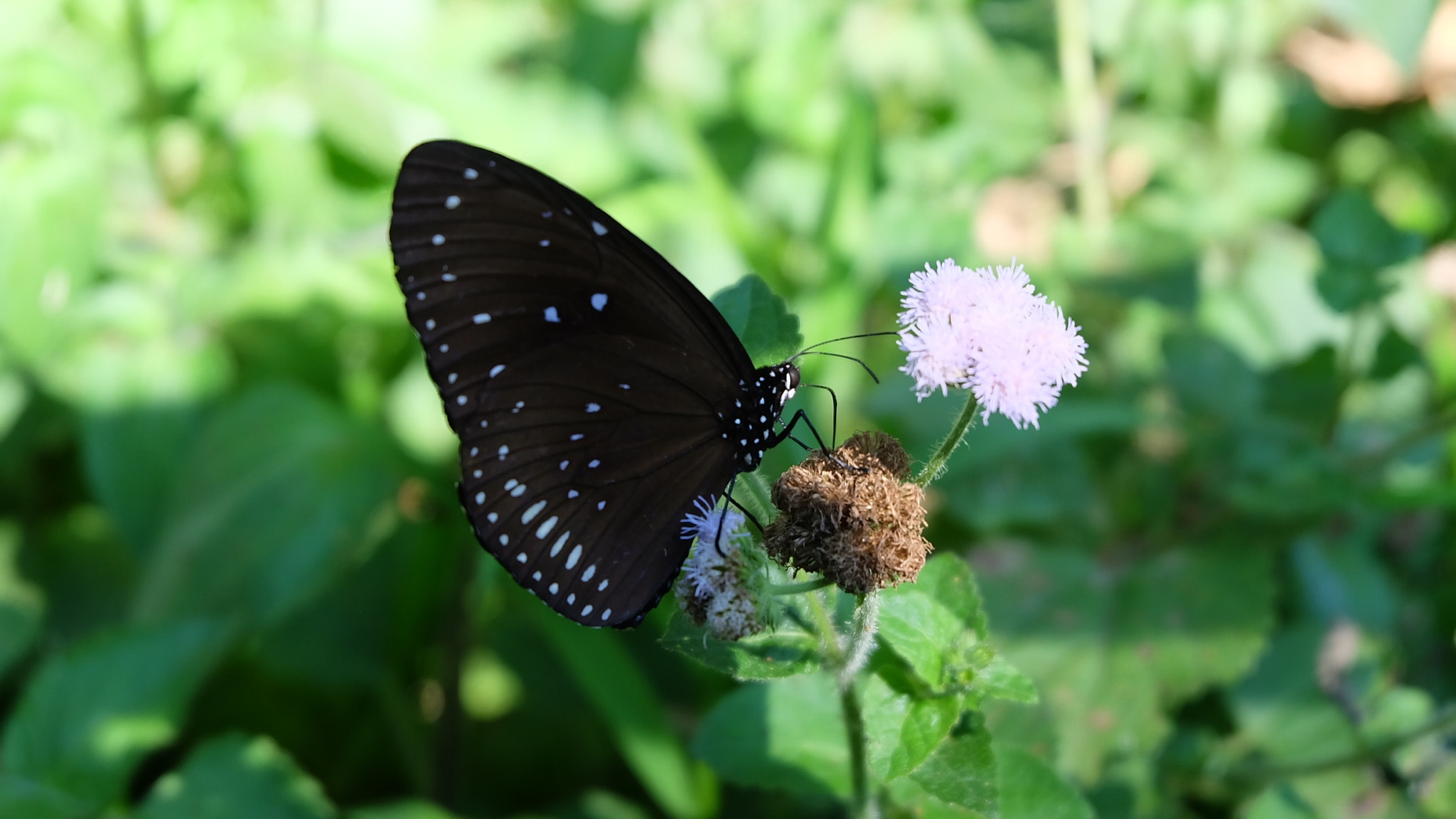 Fujifilm X-A1 sample photo. Butterfly photography