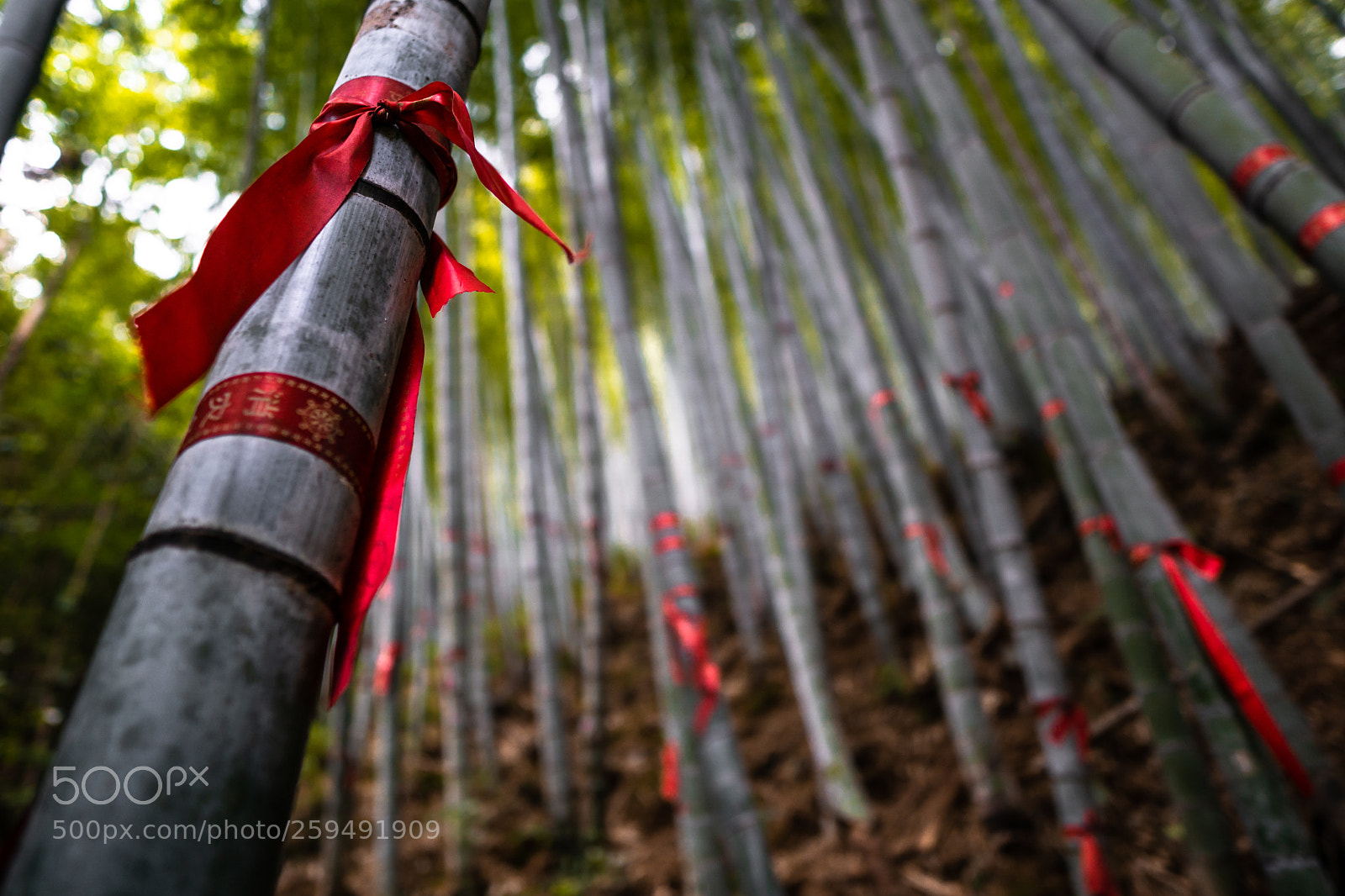 Sony a6000 sample photo. Nine dragons bamboo forest photography