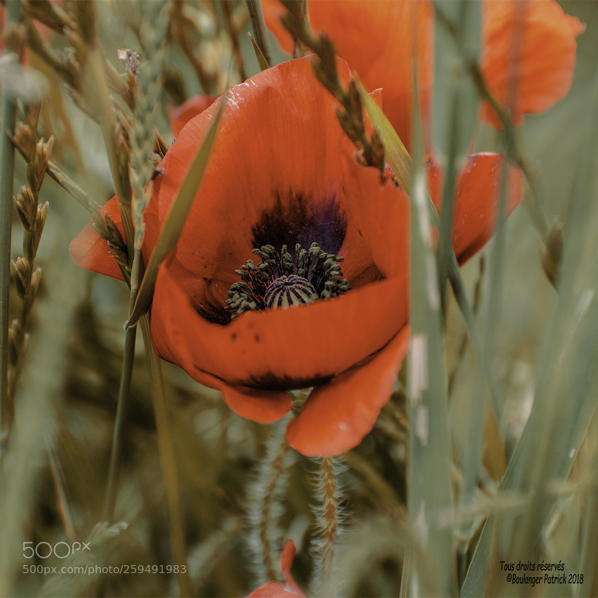 Nikon D7000 sample photo. Coquelicot photography
