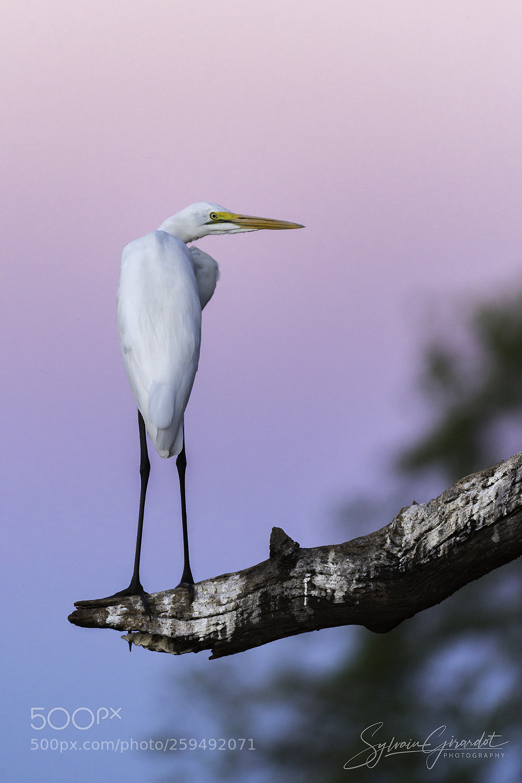 Nikon D800 sample photo. Aigrette au crépuscule photography