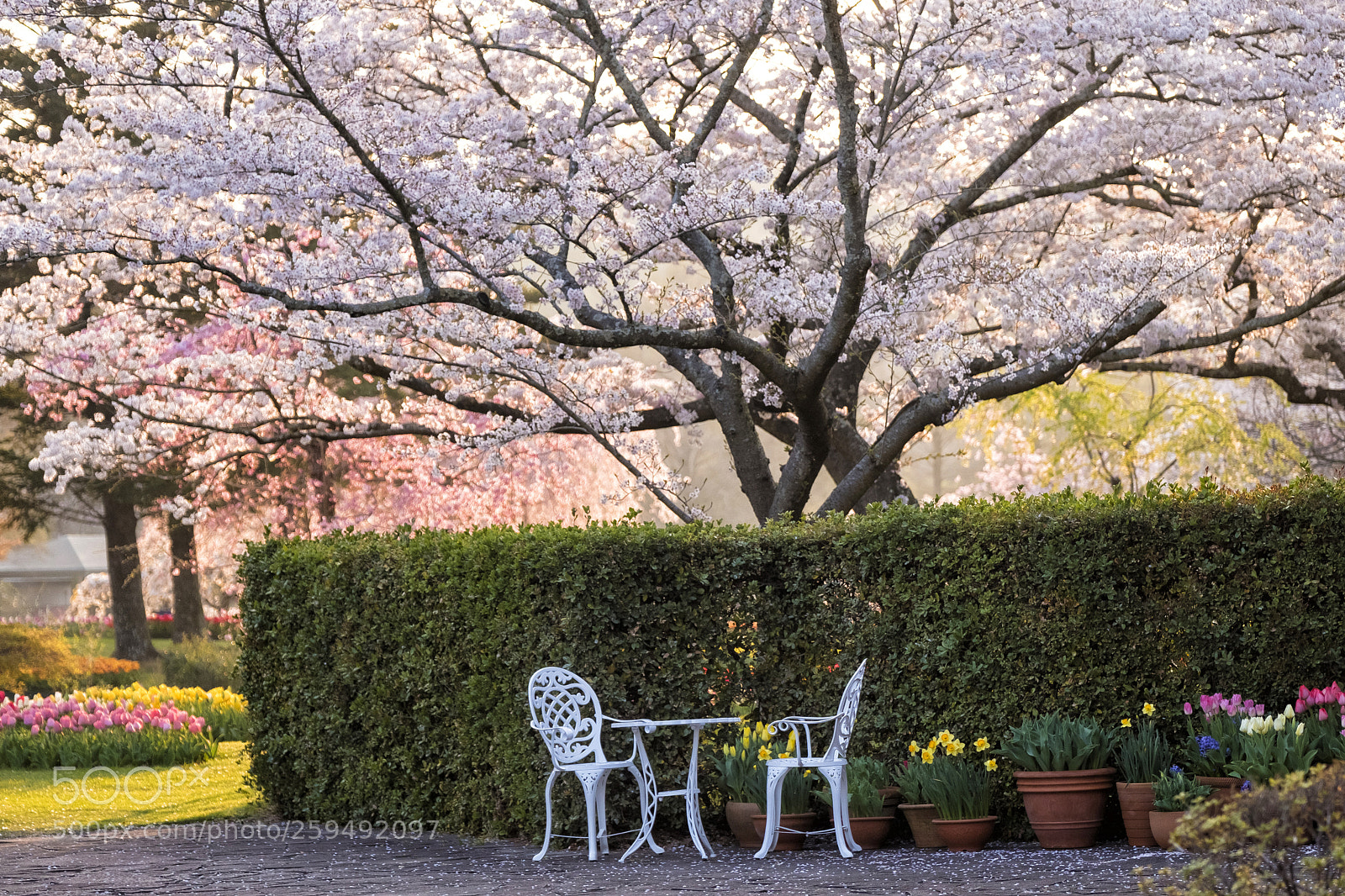 Fujifilm X-T2 sample photo. Cherry blossom with the photography