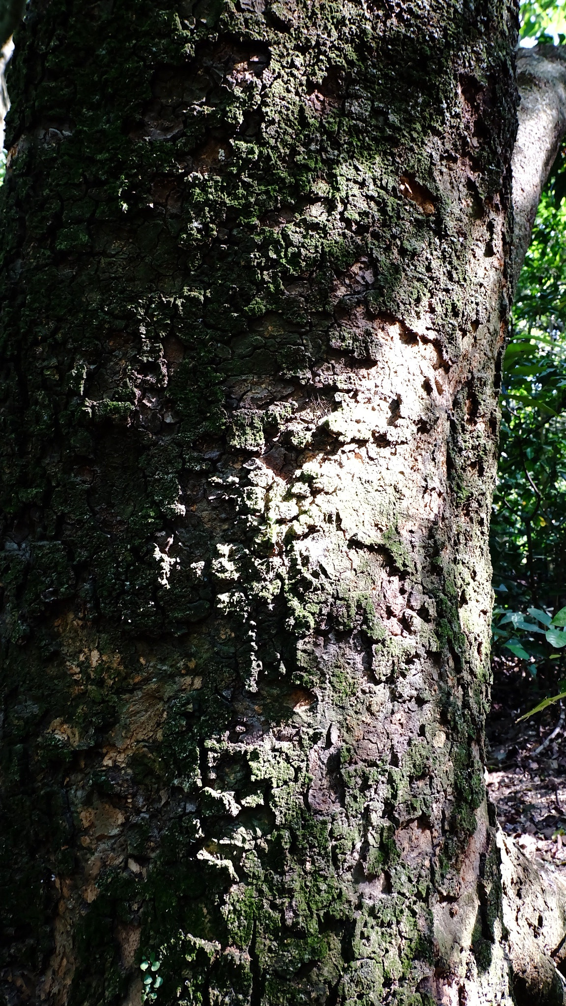 Fujifilm X-A1 sample photo