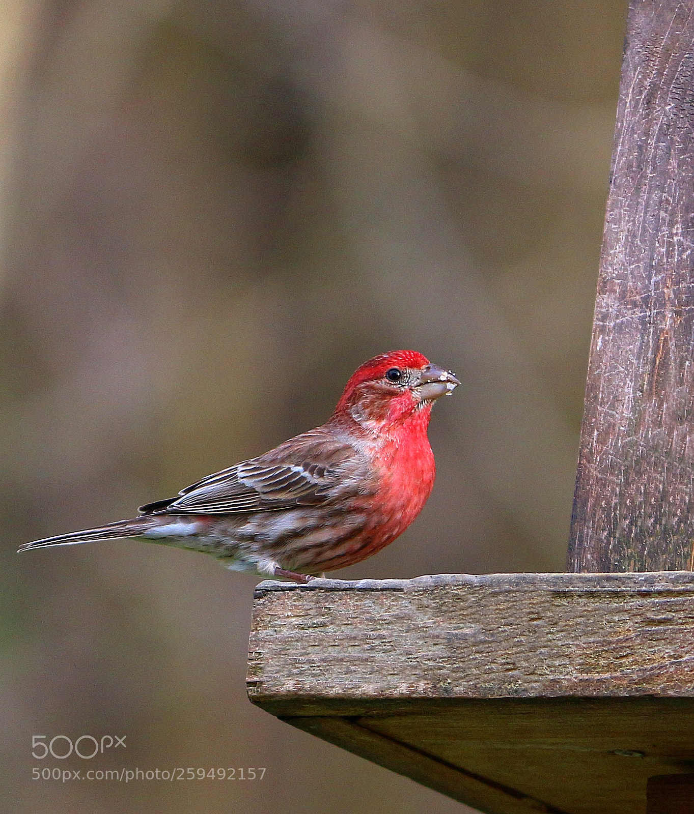 Canon EOS 650D (EOS Rebel T4i / EOS Kiss X6i) sample photo. House finch photography