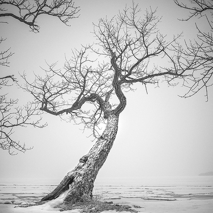 Hasselblad X1D-50c sample photo. Dancing tree photography