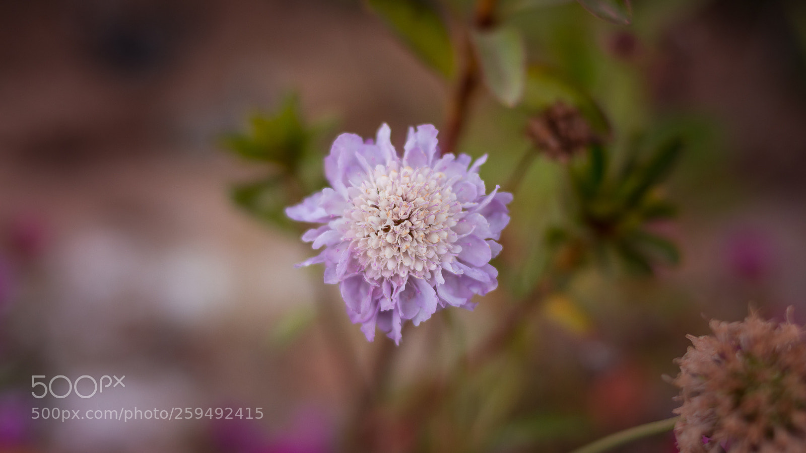 Nikon D5500 sample photo. Soledad photography