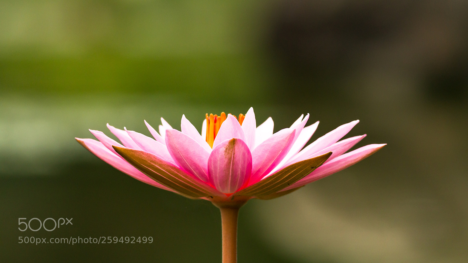 Canon EOS 70D sample photo. Lotus photography
