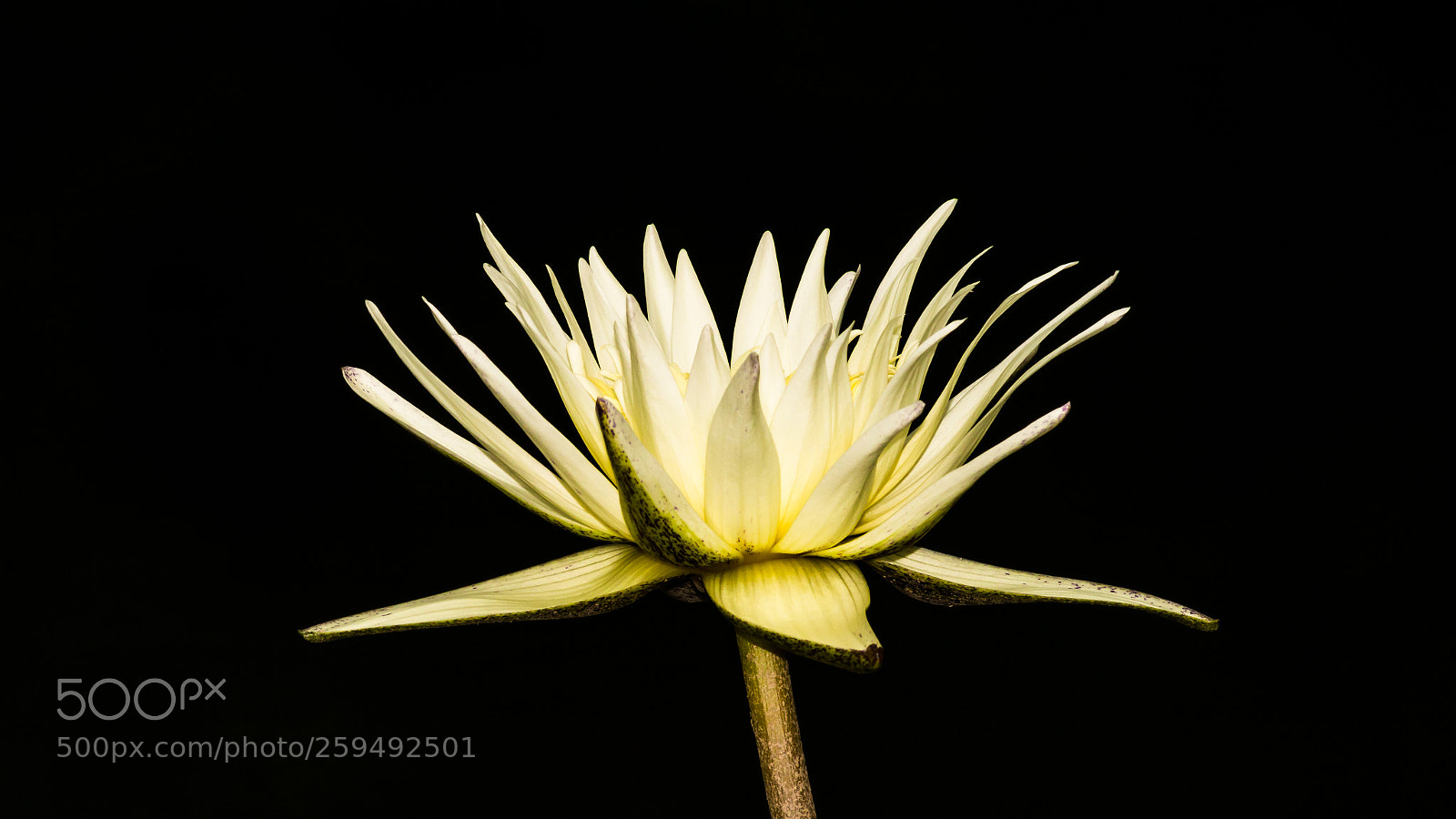 Canon EOS 70D sample photo. Lotus photography