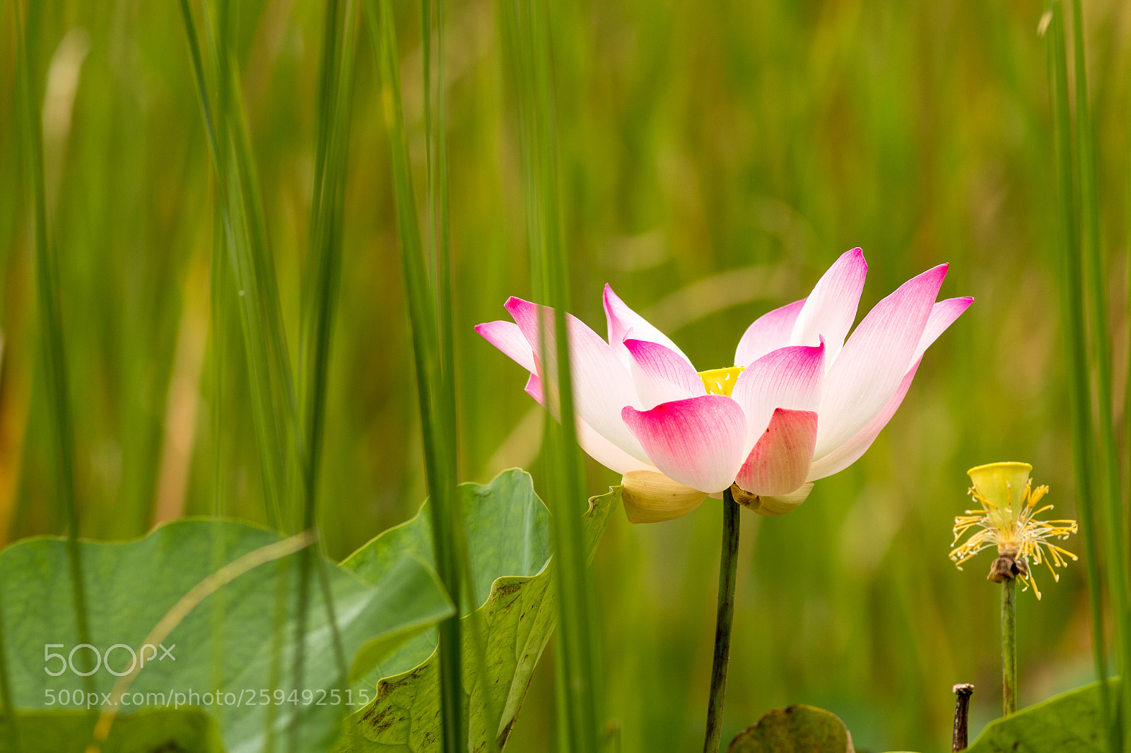 Canon EOS 70D sample photo. Lotus photography