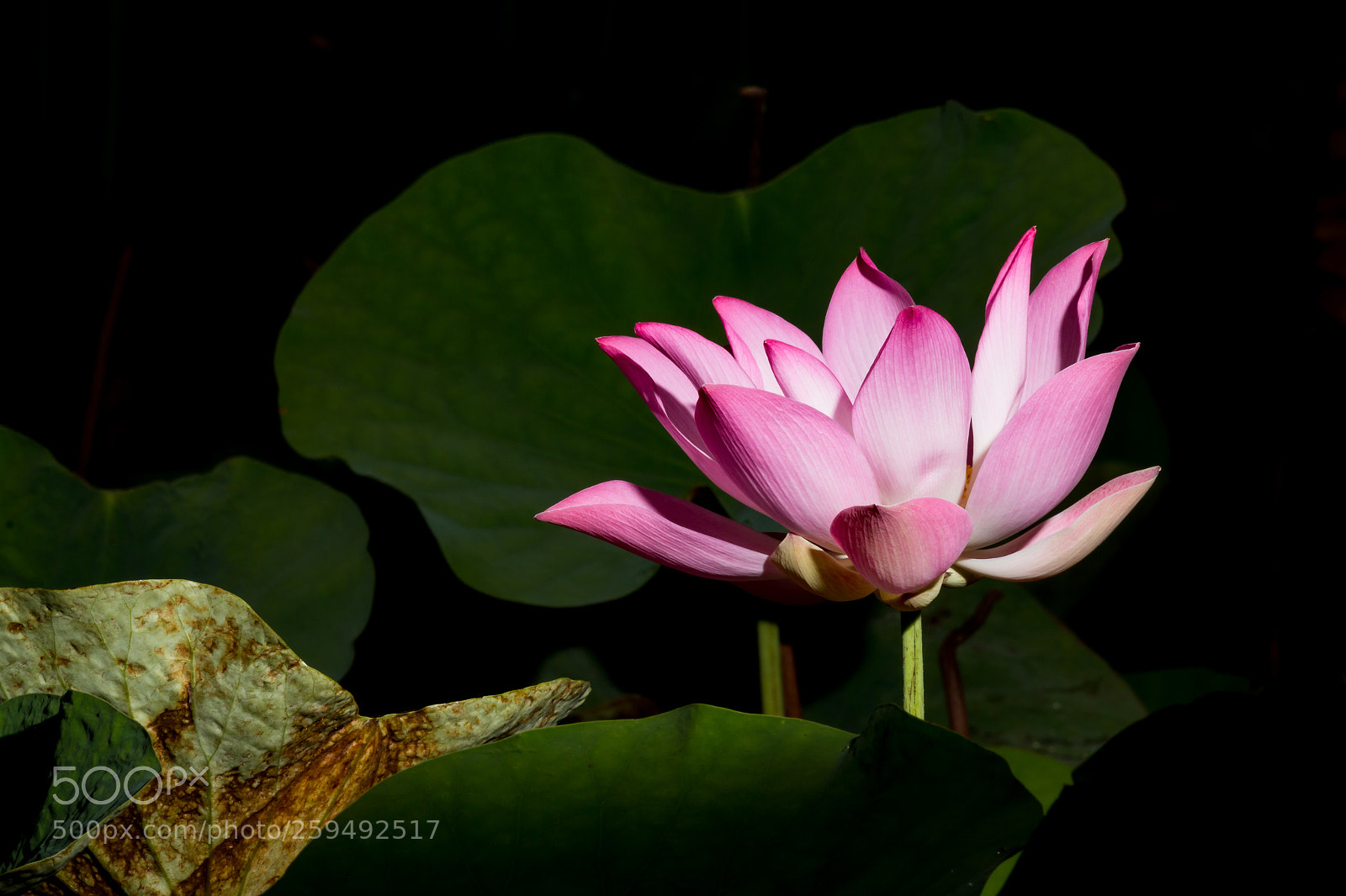 Canon EOS 70D sample photo. Lotus photography