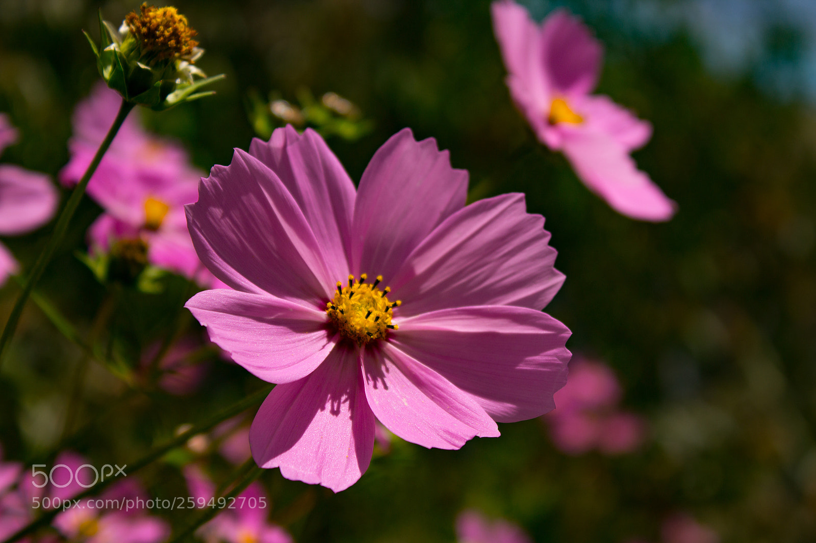 Canon EOS 1200D (EOS Rebel T5 / EOS Kiss X70 / EOS Hi) sample photo. Flowers from cajamarca photography