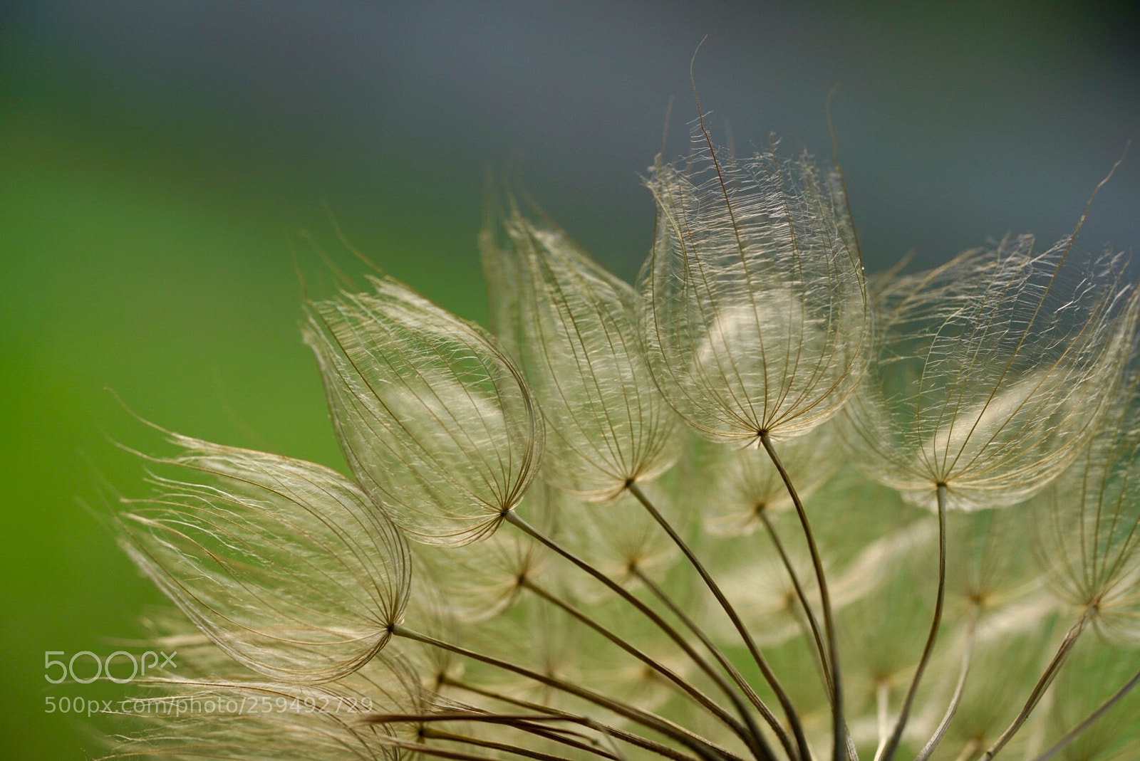 Sony a7R III sample photo. 蒲公英 photography