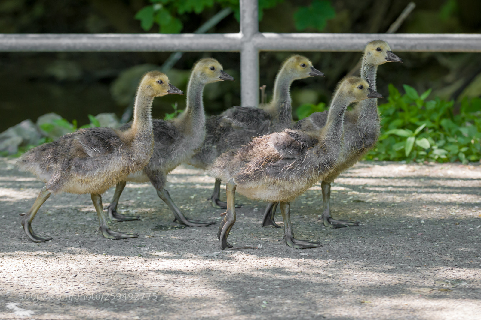 Nikon D500 sample photo. Follow the leader photography