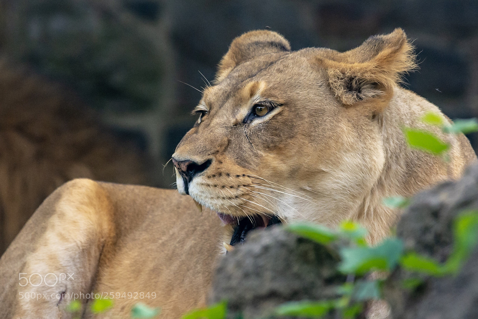 Nikon D7100 sample photo. The lioness photography