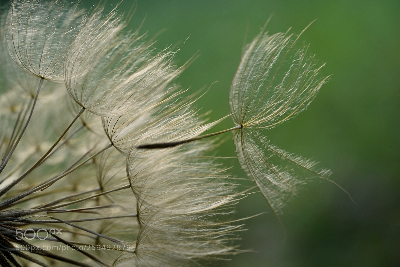Sony a7R III sample photo. 蒲公英 photography