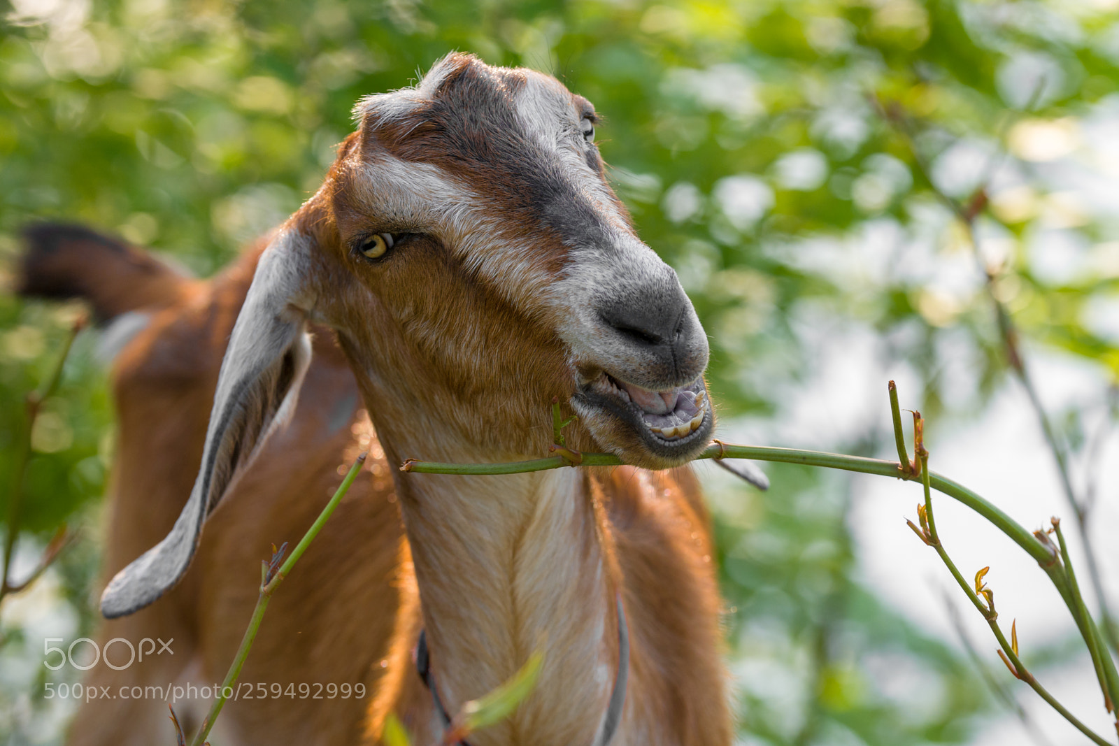 Nikon D500 sample photo. Grass gobbling goat ii photography