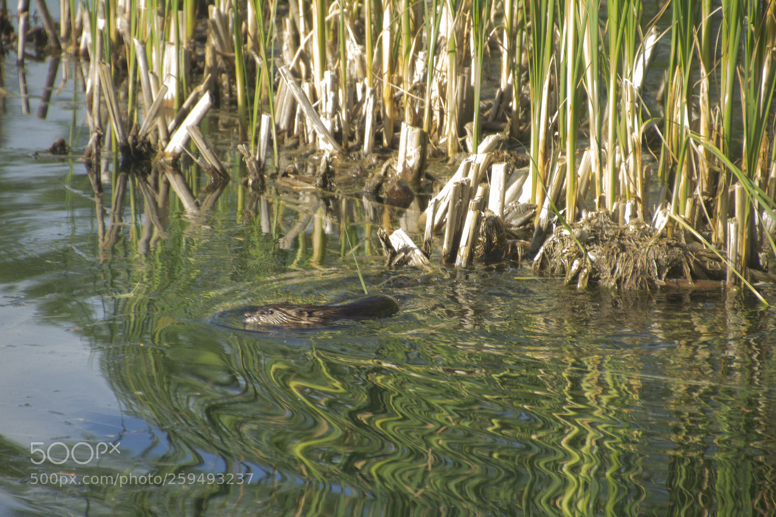 Canon EOS 1200D (EOS Rebel T5 / EOS Kiss X70 / EOS Hi) sample photo. Swimming muskrat. photography