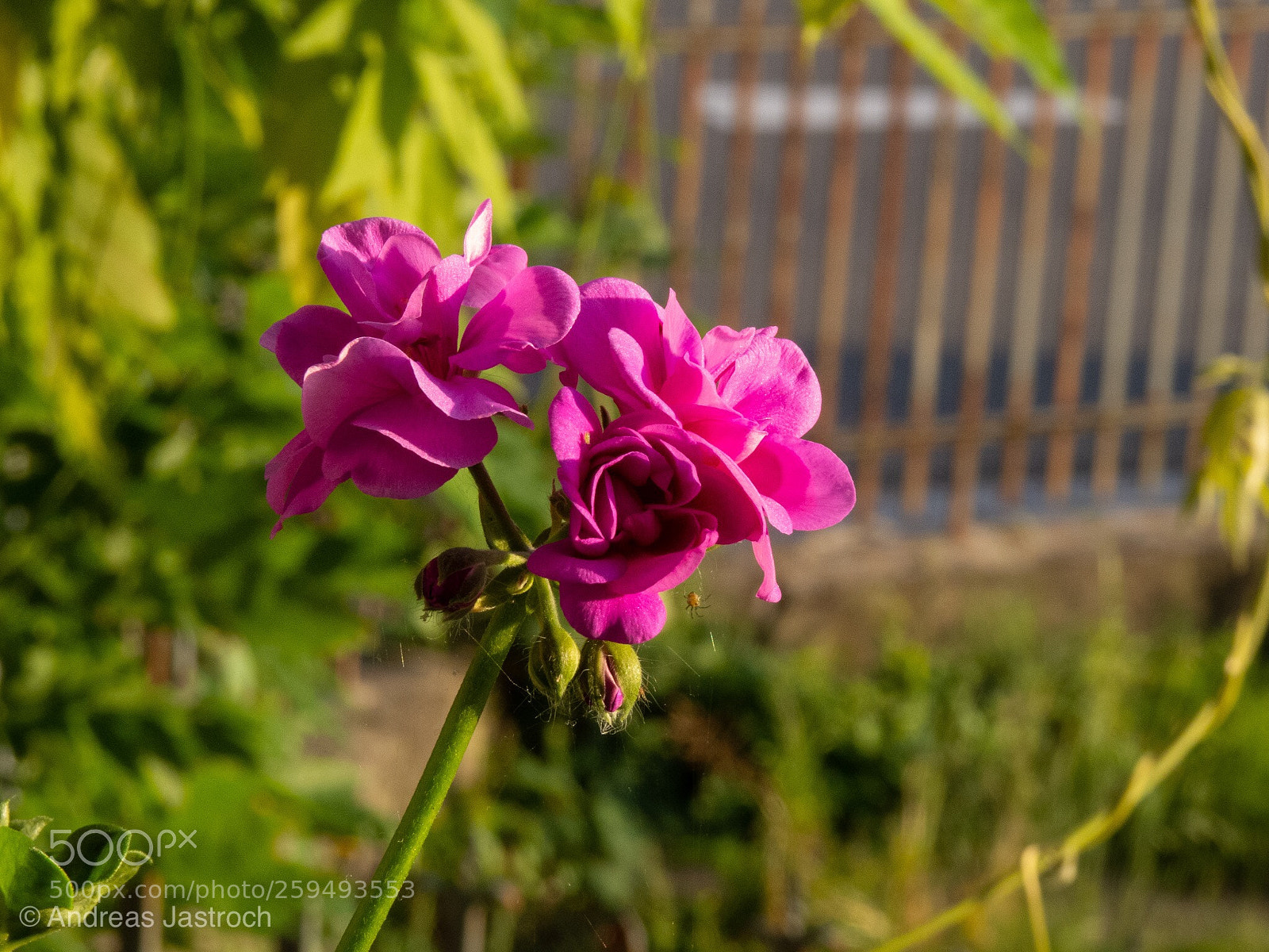 Canon PowerShot SX50 HS sample photo. Blume photography