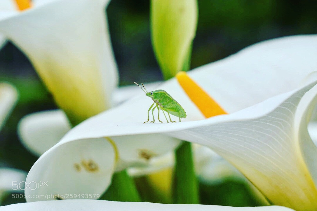 Nikon D5300 sample photo. Green photography