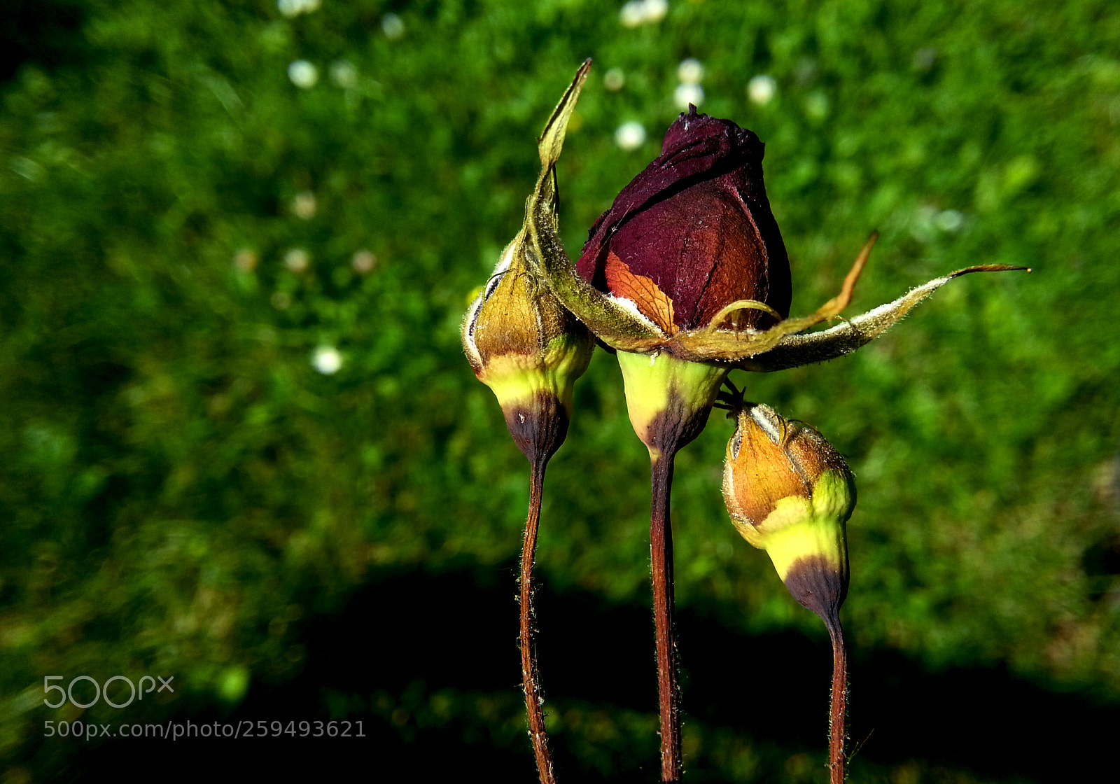 Samsung Galaxy Note2 sample photo. Dried rose photography