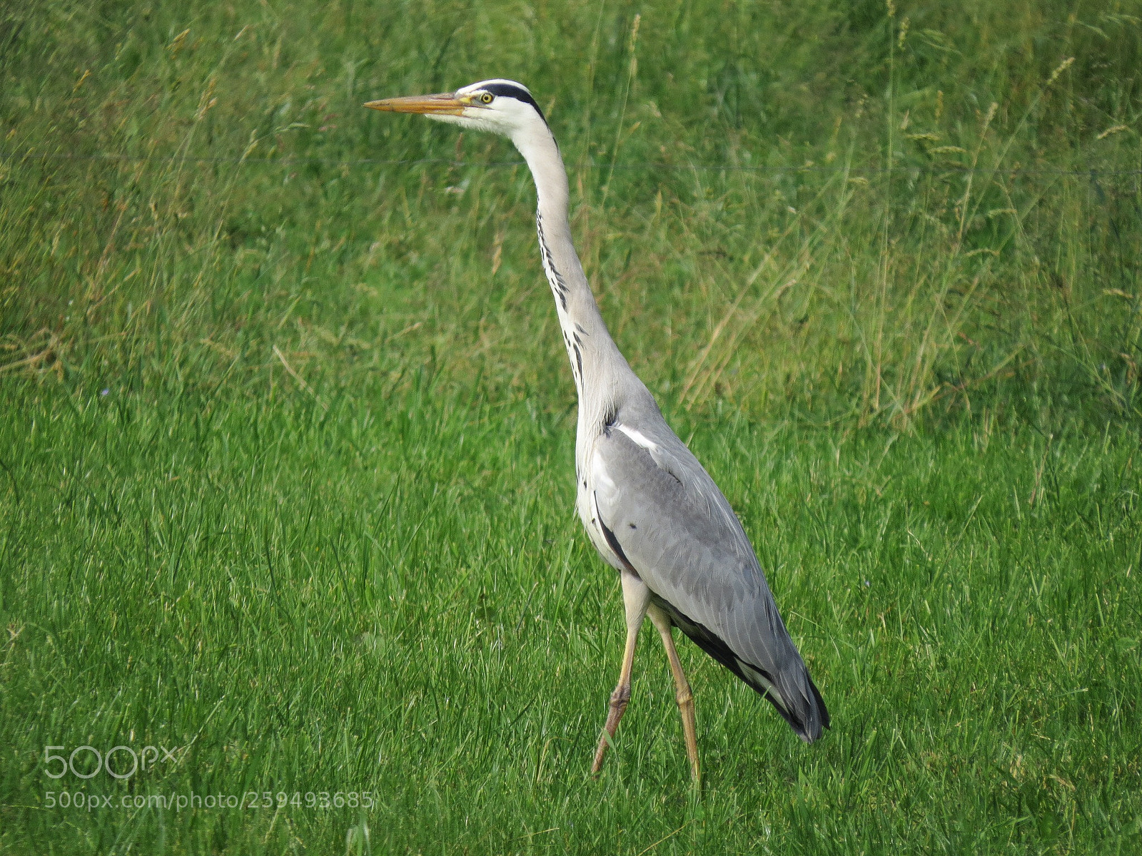 Canon PowerShot SX50 HS sample photo. Graureiher photography