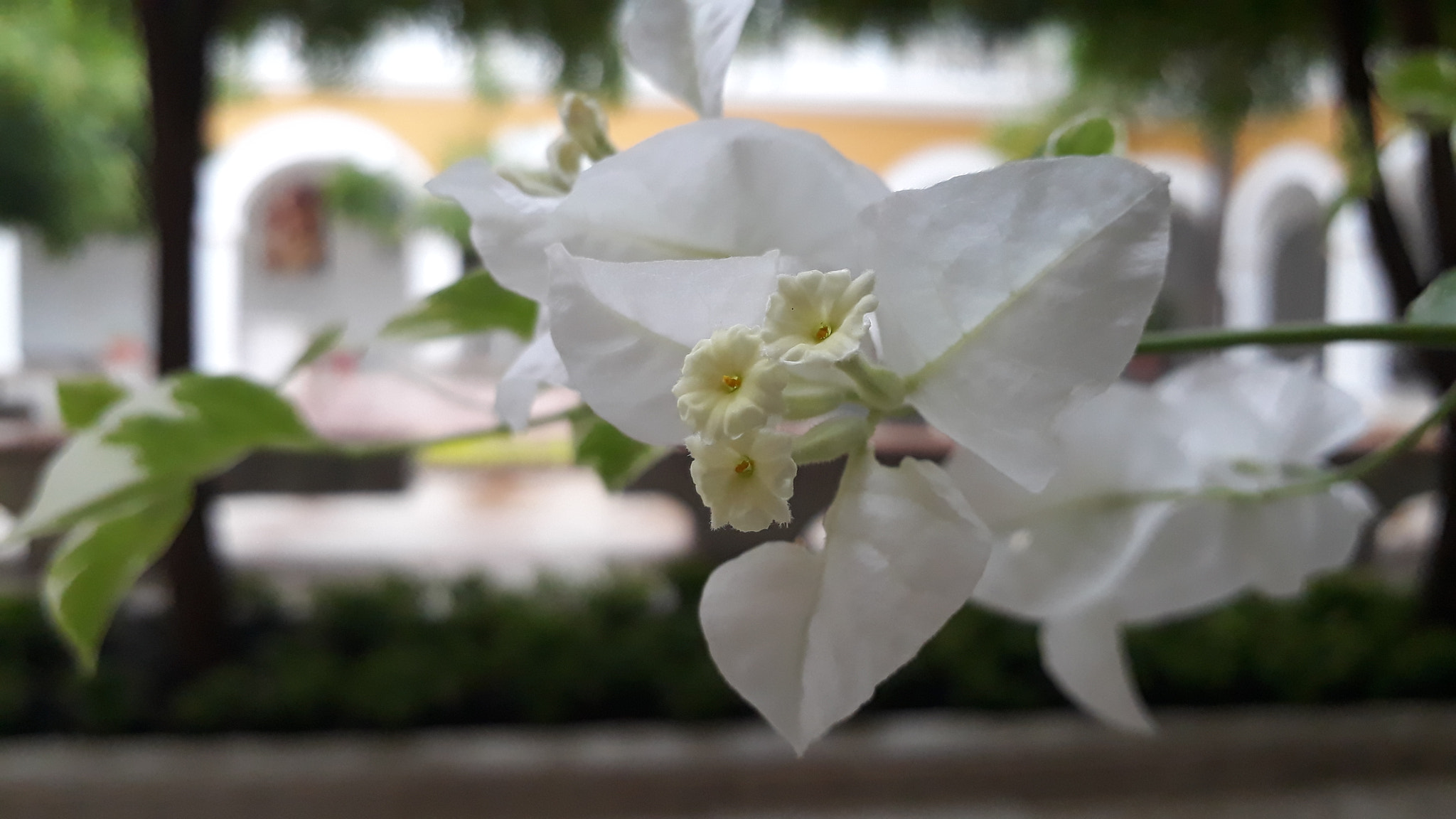 Samsung Galaxy J7 Prime sample photo. Bokeh photography