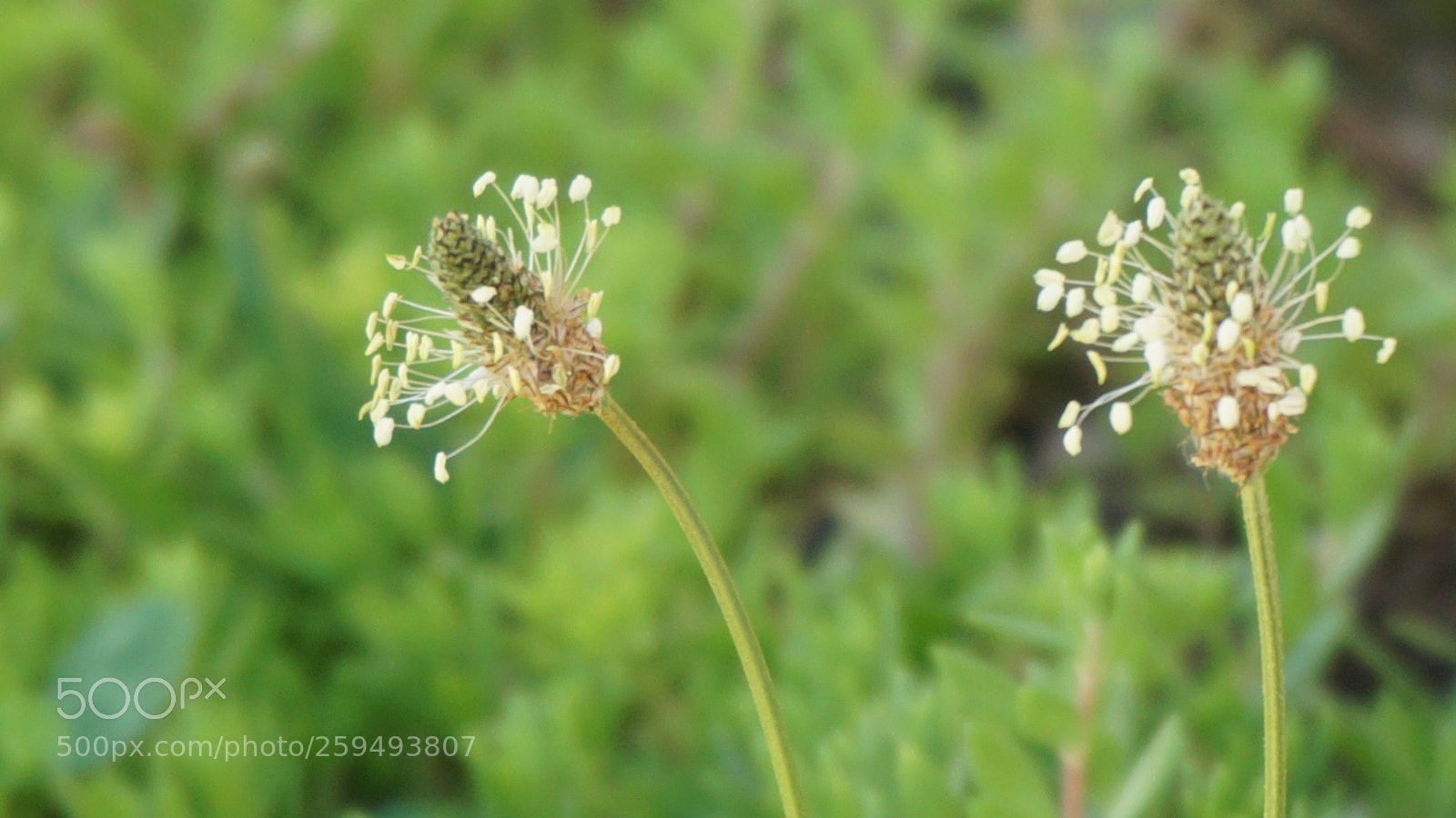 Sony a6000 sample photo. Flowers photography
