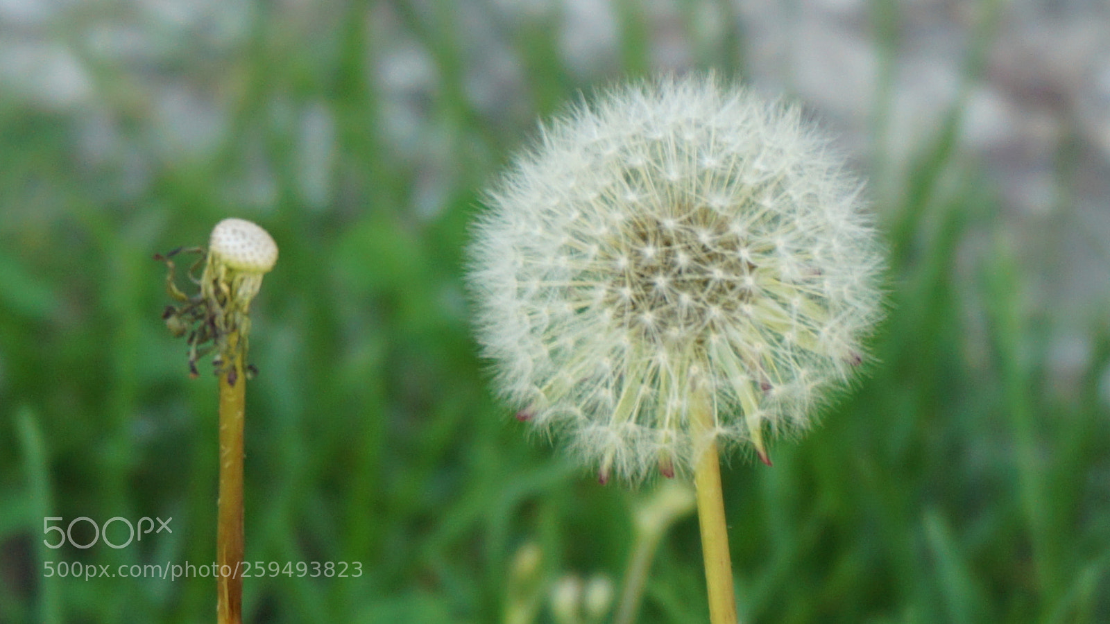 Sony a6000 sample photo. Flowers photography