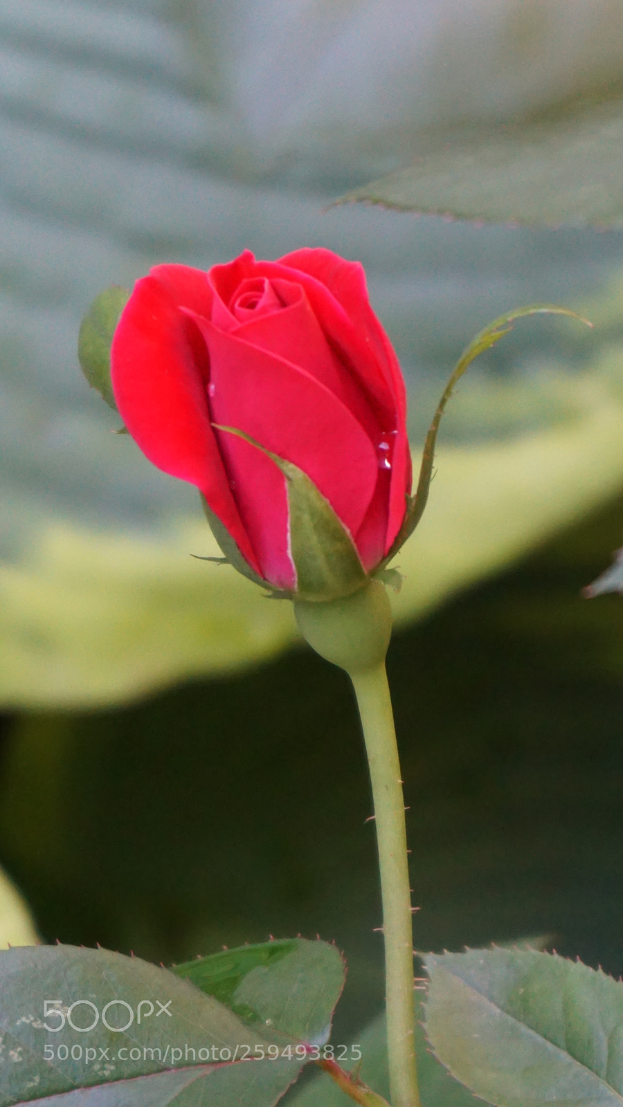 Sony a6000 sample photo. Flowers photography