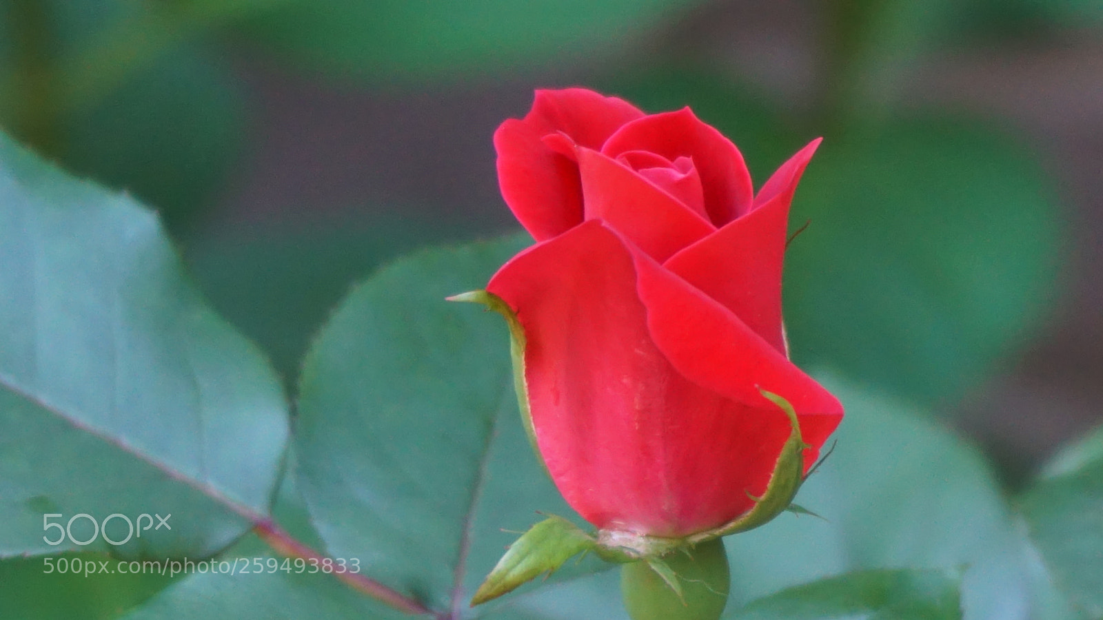 Sony a6000 sample photo. Flowers photography
