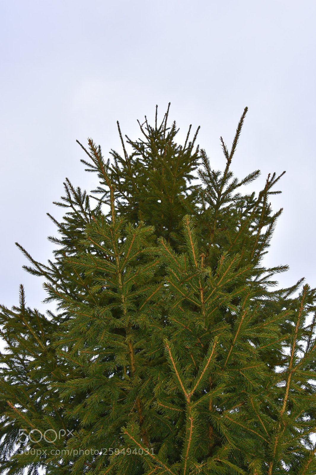 Nikon D7200 sample photo. Upward photography