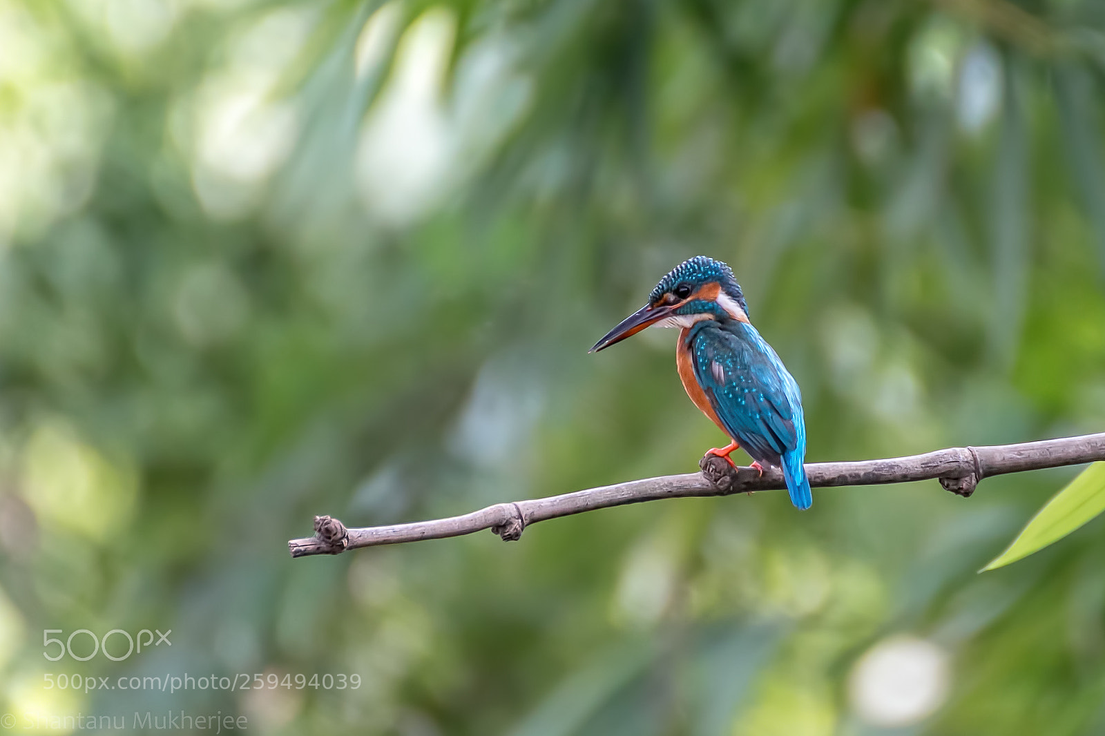 Canon EOS 70D sample photo. Common kingfisher photography