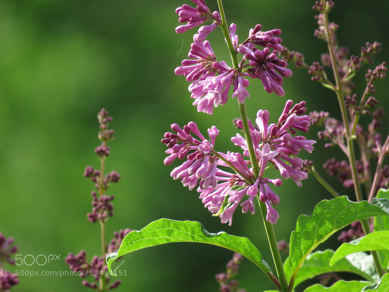 Canon PowerShot SX60 HS sample photo. Blume photography