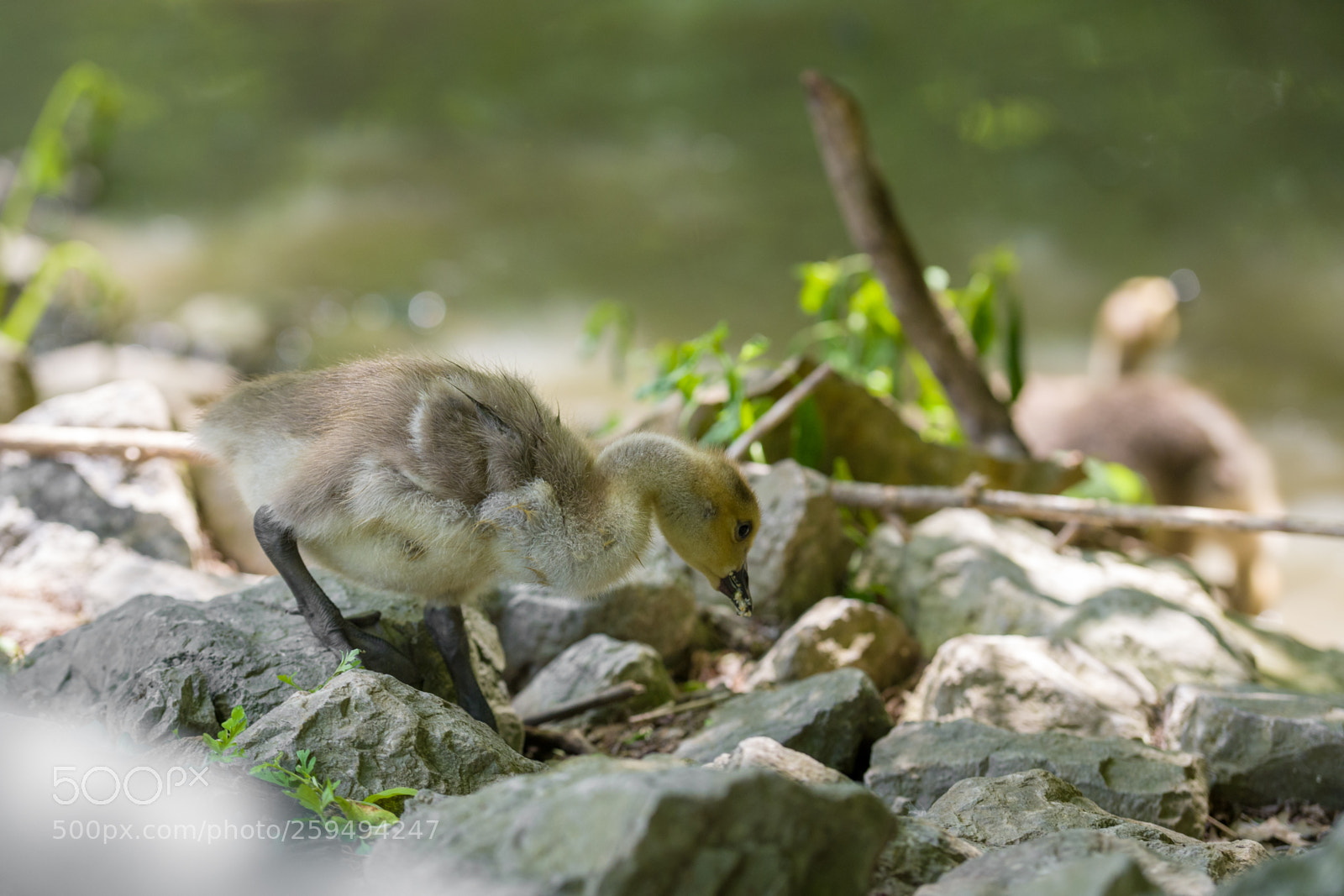Nikon D500 sample photo. Look before you leap... photography
