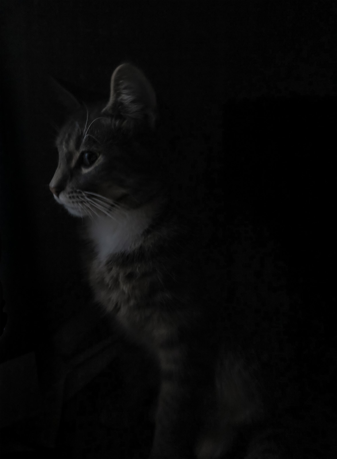Canon PowerShot G1 X sample photo. My kitty cat photography