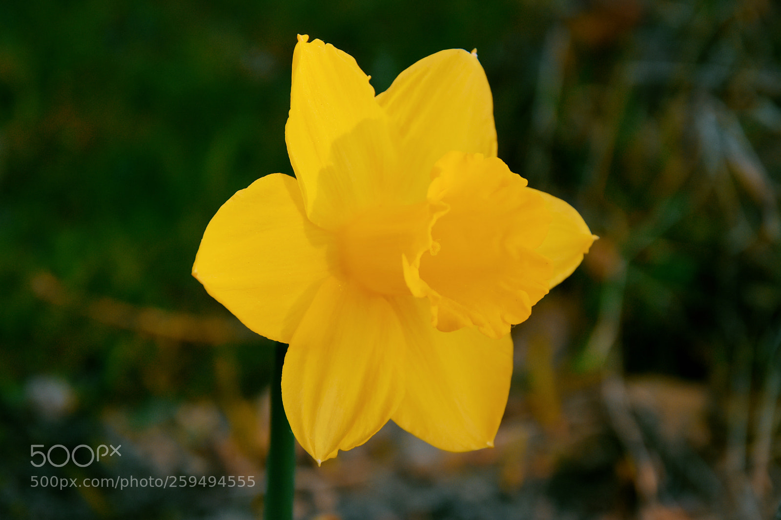 Nikon D7200 sample photo. First friend photography