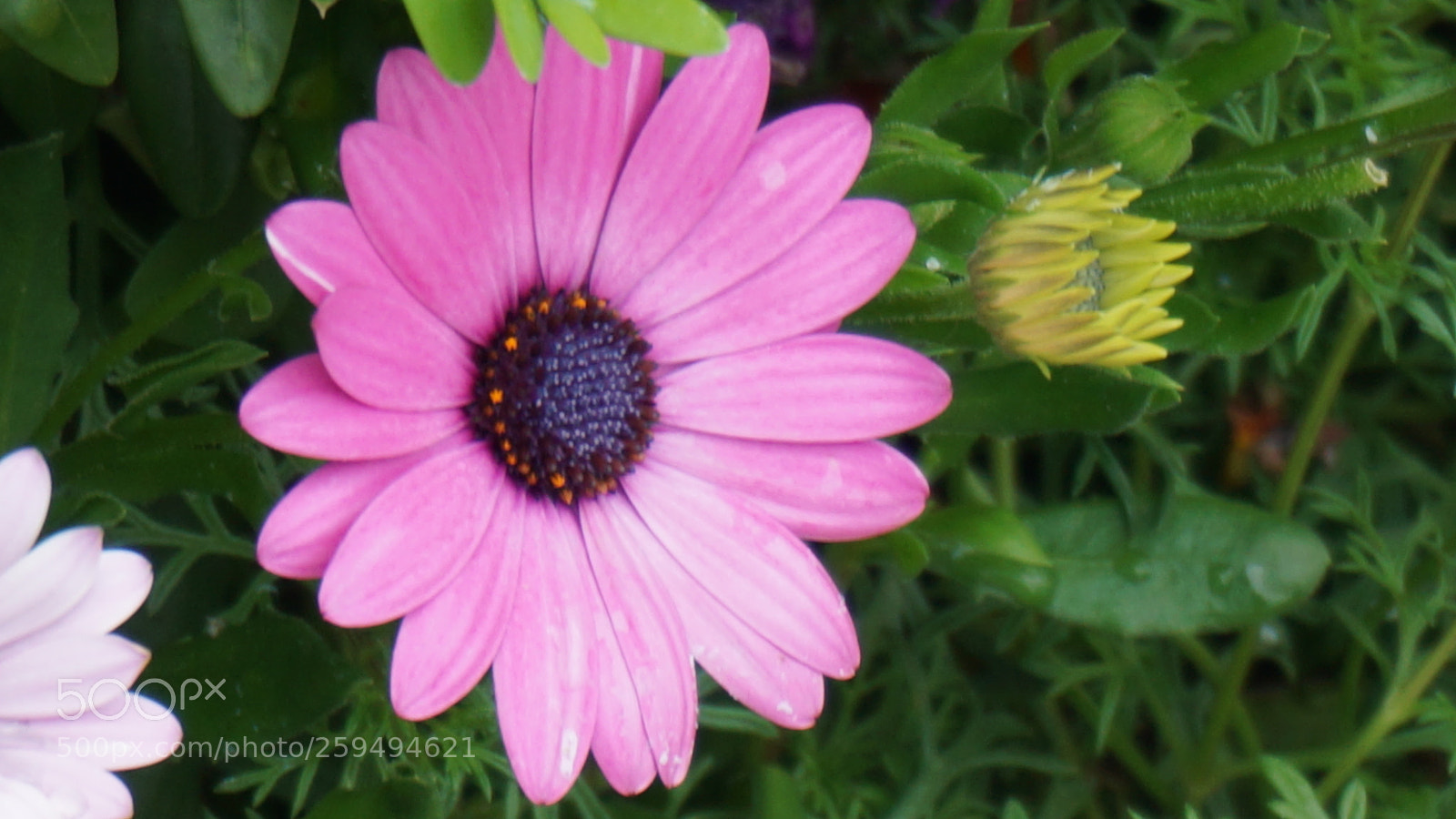 Sony a6000 sample photo. Flower photography