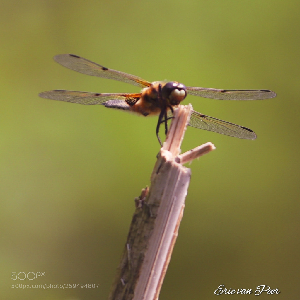 Canon EOS 800D (EOS Rebel T7i / EOS Kiss X9i) sample photo. Dragonfly photography