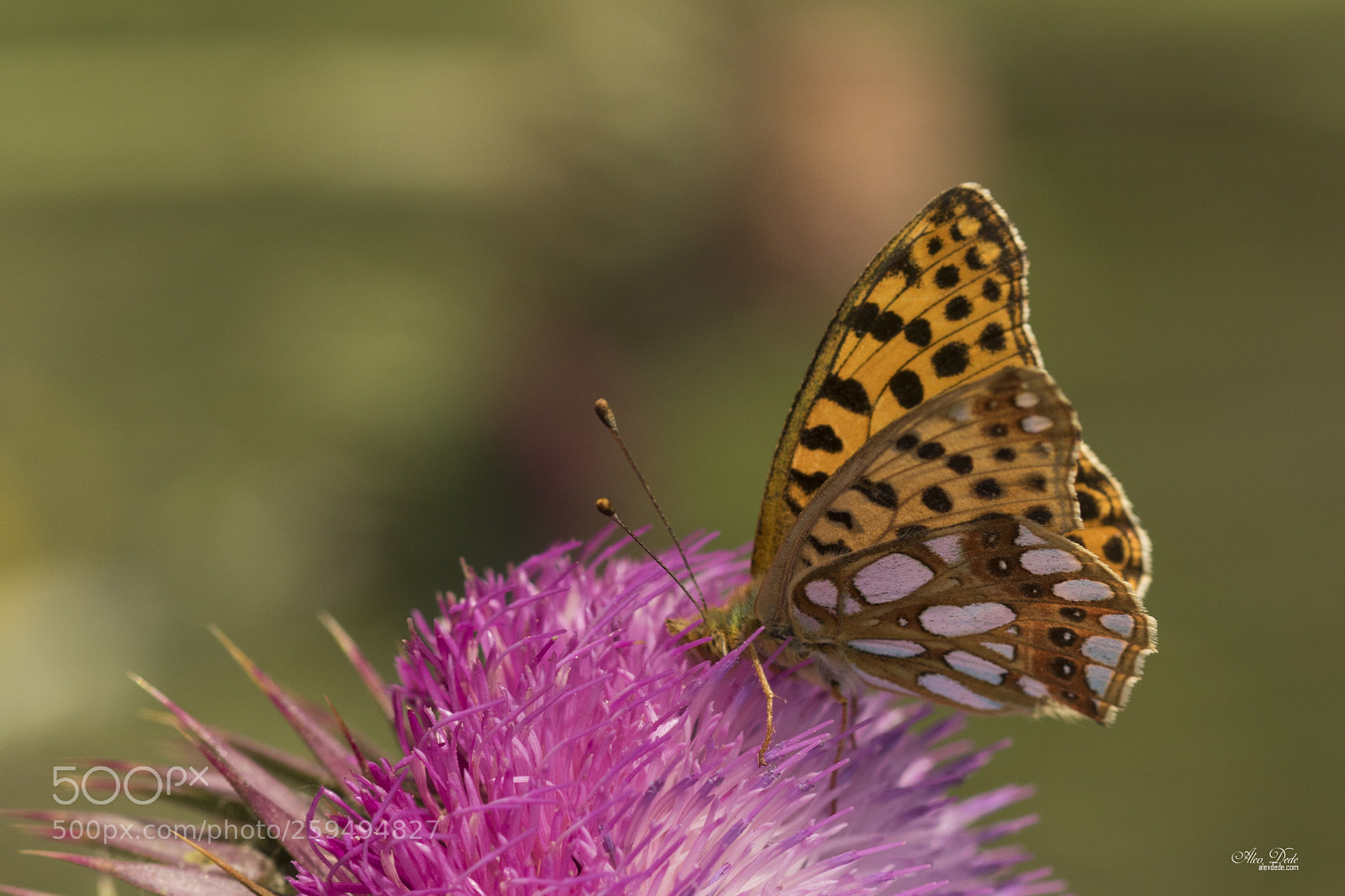 Canon EOS 7D Mark II sample photo. Spanyol krali esi photography