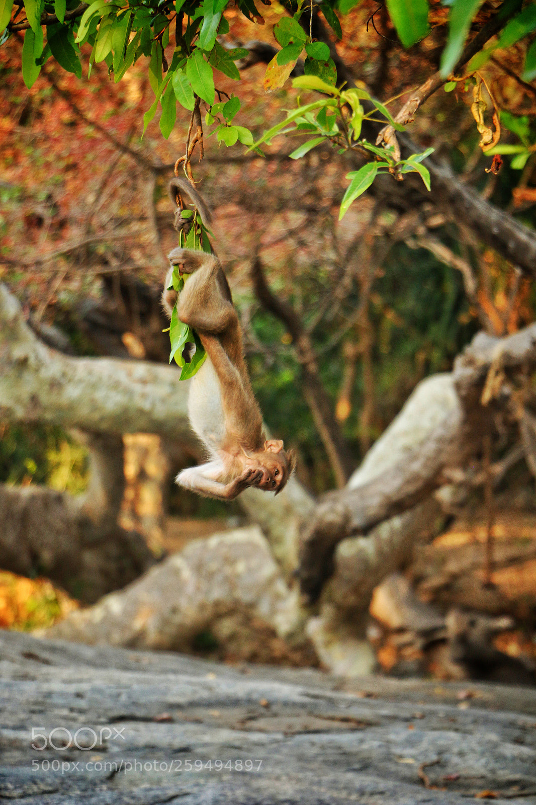 Canon EOS 70D sample photo. Monkey photography