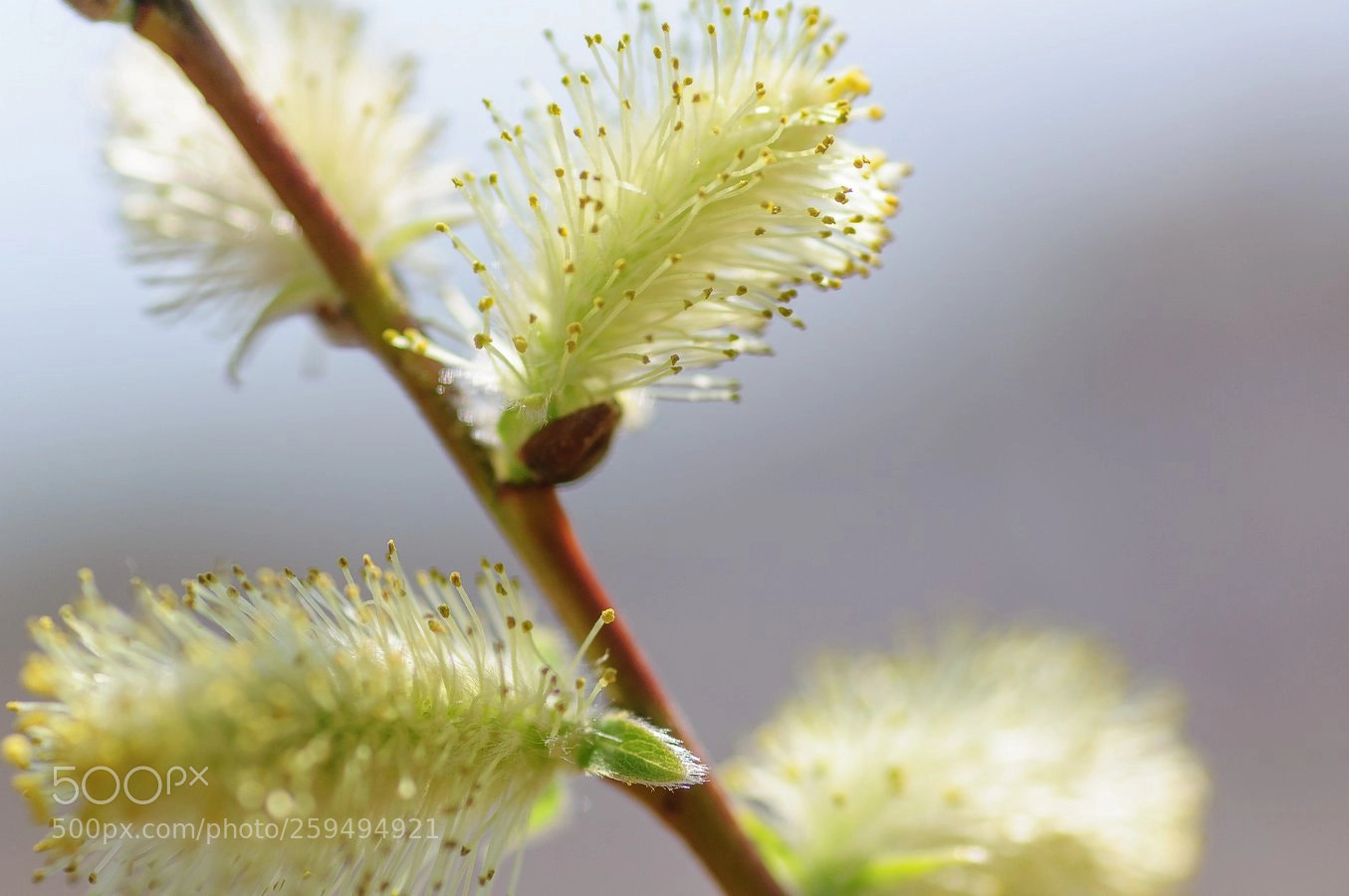 Nikon D90 sample photo. * photography