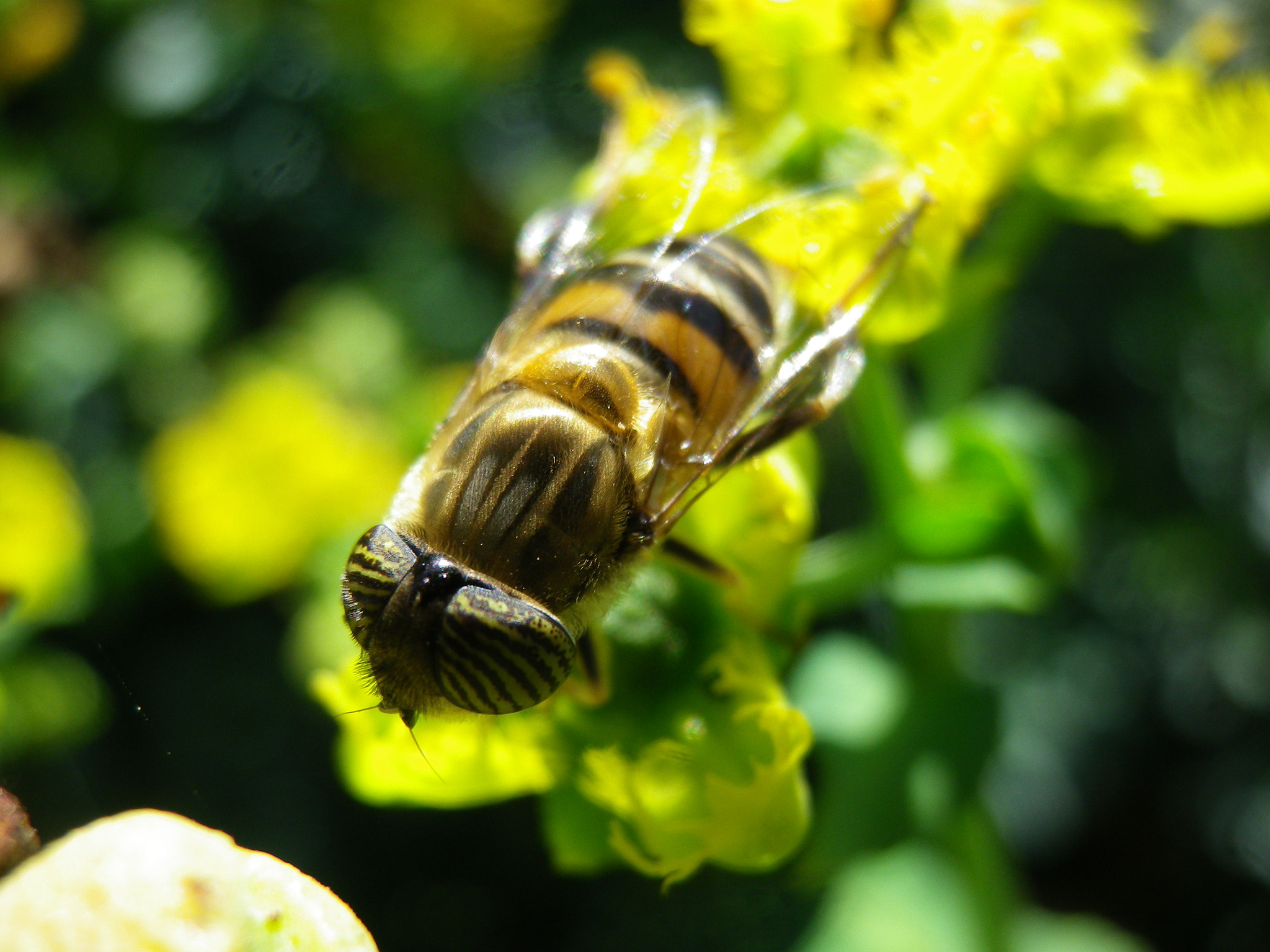 Pentax Optio RZ10 sample photo. Black and yellow photography